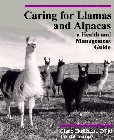 Caring For Llamas
